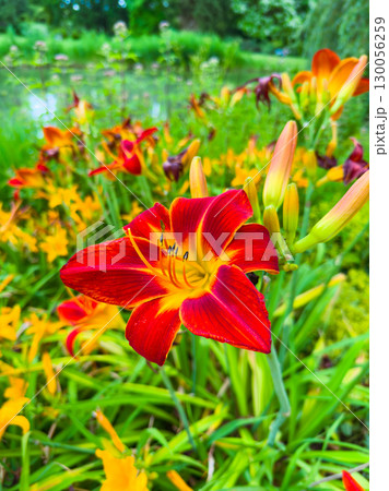 A stunning display of vibrant red and yellow daylily blooms flourishes in a picturesque garden landscape, showcasing the beauty of nature and enhancing the outdoor experience of this serene setting A stunning display of vibrant red and yellow daylily blooms flourishes in a picturesque garden landscape, showcasing the beauty of nature and enhancing the outdoor experience of this serene setting 130056259