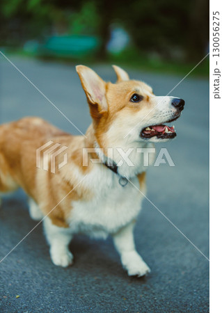 A playful Corgi enjoys a vibrant outdoor setting, showcasing its cheerful personality. This loving breed is an active, friendly companion, capturing hearts with its adorable antics during playtime 130056275