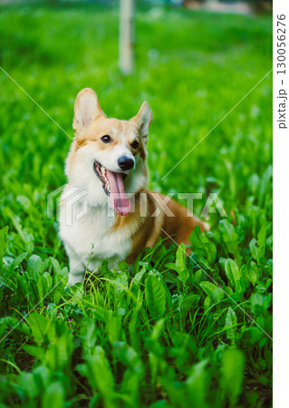 Playful Corgi Enjoys Nature in Lush Green Grass Field 130056276