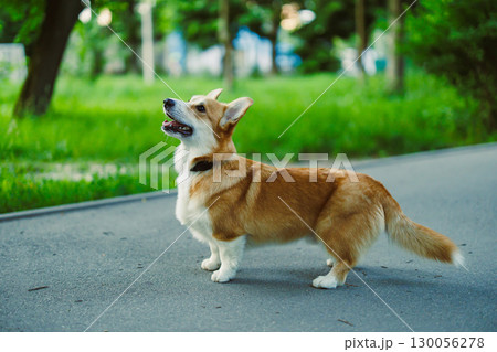 A playful Corgi frolics joyfully in a sunny park, exploring the lush greenery with excitement and curiosity, showcasing its cheerful nature and energy on this perfect day outdoors A playful Corgi frolics joyfully in a sunny park, exploring the lush greenery with excitement and curiosity, showcasing its cheerful nature and energy on this perfect day outdoors 130056278