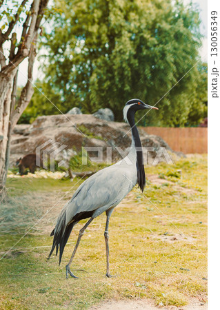 An Elegant Crane is Standing Gracefully in its Natural Habitat, Surrounded by Lush Greenery and a Beautifully Scenic Landscape, epitomizing the essence of wildlife in a thriving ecosystem 130056349