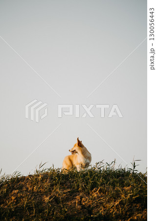 A Serene Canine Enjoying the Peaceful Moment on a Hilltop at Sunset Embodying Tranquility in the Heart of Nature in all its Beauty and Splendor, a perfect scene to appreciate and capture 130056443