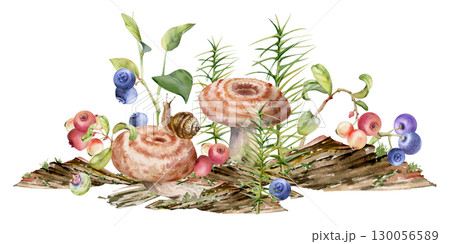 Lactarius milk-cap russula striped mushroom fungus, snail on cap, blackberry cranberry lingonberry blueberry, horsetail plant on bark with moss lichen growth. Illustration hand drawn in watercolor. 130056589