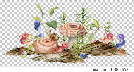 Lactarius milk-cap russula striped mushroom fungus, snail on cap, blackberry cranberry lingonberry blueberry, horsetail plant on bark with moss lichen growth. Illustration hand drawn in watercolor. 130056589