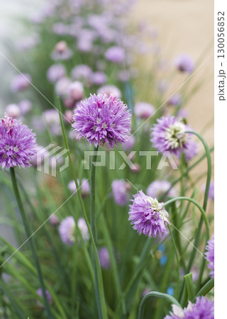 チャイブの紫色の花がさいています。学名はAllium schoenoprasumです。 チャイブの紫色の花がさいています。学名はAllium schoenoprasumです。 130056852