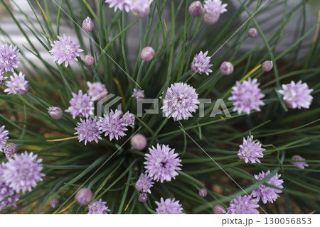 チャイブの紫色の花がさいています。学名はAllium schoenoprasumです。 チャイブの紫色の花がさいています。学名はAllium schoenoprasumです。 130056853