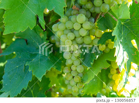 Large bunches of red wine grapes in vineyard. Rows of grape trees. Green vineyards for wine production. 130056857