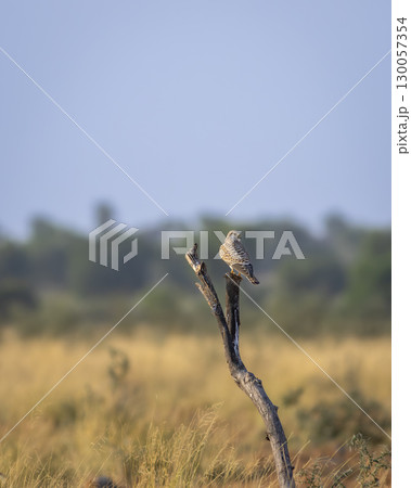 Common kestrel or european kestrel or Falco tinnunculus bird perched on branch during winter migration in grassland landscape of velavadar national park Bhavnagar gujrat india asia Common kestrel or european kestrel or Falco tinnunculus bird perched on branch during winter migration in grassland landscape of velavadar national park Bhavnagar gujrat india asia 130057354