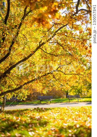 Scenic autumn park with yellow leaves, natural fall background with warm colors and golden foliage, peaceful outdoor landscape for seasonal lifestyle and nature themes Scenic autumn park with yellow leaves, natural fall background with warm colors and golden foliage, peaceful outdoor landscape for seasonal lifestyle and nature themes 130057841
