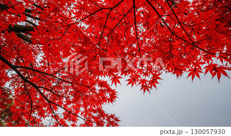 Autumn season background with red maple leaves on tree branches, beautiful japanese garden nature for fall wallpaper with copy space on gray sky Autumn season background with red maple leaves on tree branches, beautiful japanese garden nature for fall wallpaper with copy space on gray sky 130057930