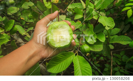 Young farmers holding guavas in the garden that have been bitten. Tropical organic farming 130058208