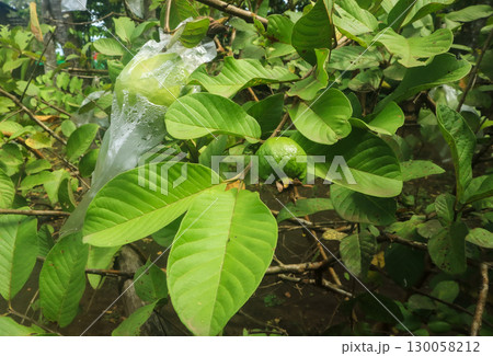 guavas wrapped in plastic, protecting them from pests. Organic agriculture and plant care concept 130058212