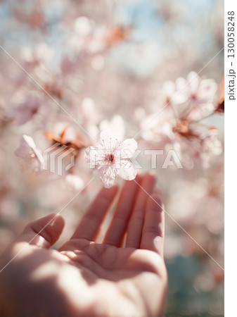 Soft dreamy close up of hand reaching towards delicate cherry blossom flower in spring sunlight Soft dreamy close up of hand reaching towards delicate cherry blossom flower in spring sunlight 130058248