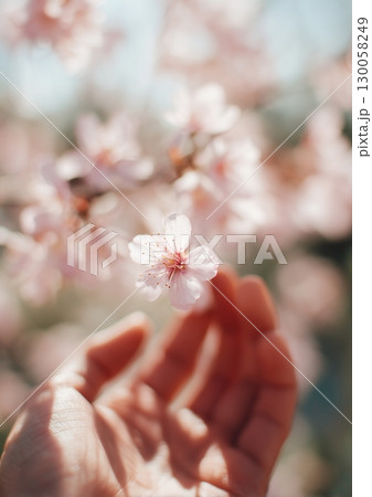 Soft dreamy close up of hand gently holding delicate cherry blossom flower in spring sunlight Soft dreamy close up of hand gently holding delicate cherry blossom flower in spring sunlight 130058249
