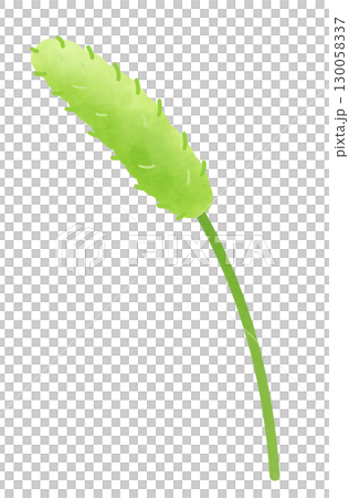 草の猫じゃらしのイラスト 130058337