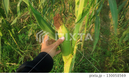Young farmers caring for corn plants, Organic local food security southeast asia 130058569