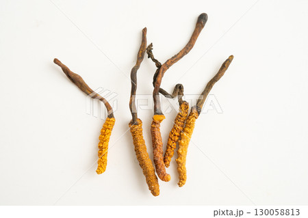Cordyceps sinensis or Ophiocordyceps sinensis isolated on white background, mushroom herb treatment medicine. Cordyceps sinensis or Ophiocordyceps sinensis isolated on white background, mushroom herb treatment medicine. 130058813