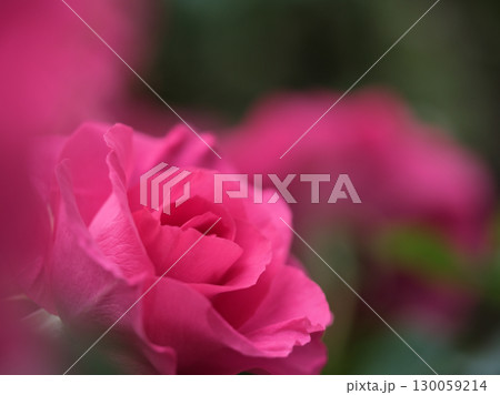 5月に咲いた赤く美しいバラの花「うらら」 5月に咲いた赤く美しいバラの花「うらら」 130059214