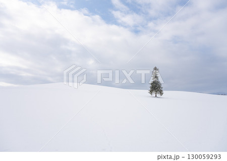 雪原に佇むクリスマスツリーの木（北海道美瑛町） 130059293