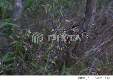 笹の花 笹の花 130059318