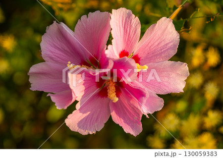 Mugunghwa, rose of the Sharon, hibiscus syriacus flower, South Korea. 130059383