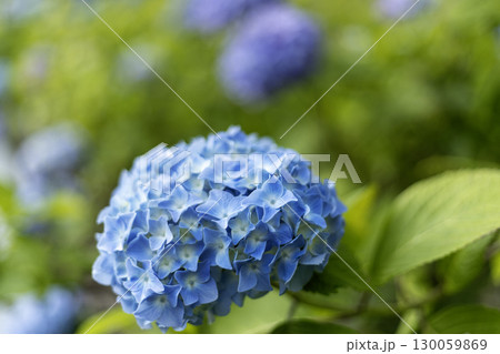 初夏の花、紫陽花の花風景-2 初夏の花、紫陽花の花風景-2 130059869