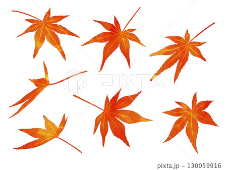 紅葉　水彩風 130059916