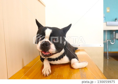 ベンチに伏せて可愛く見つめるボストンテリアのマイティ君 ベンチに伏せて可愛く見つめるボストンテリアのマイティ君 130059975