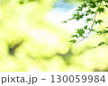 新緑のもみじと柔らかな光 130059984