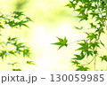 新緑のもみじと柔らかな光 130059985