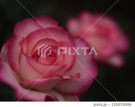 5月に美しく咲いたピンク色のバラ「ニコール」 5月に美しく咲いたピンク色のバラ「ニコール」 130059986