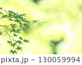 光に包まれる紅葉の景色 130059994