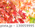 鮮やかなオレンジ色に染まる秋の風景 130059995