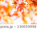 鮮やかなオレンジ色に染まる秋の風景 130059998