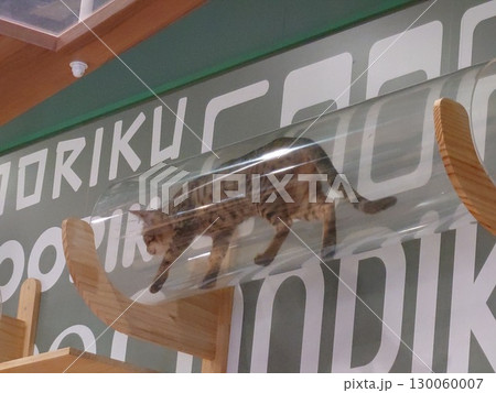 パイプの中を歩く猫 130060007