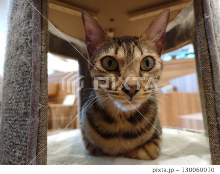 香箱座りの猫 香箱座りの猫 130060010