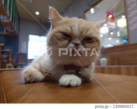 エキゾチックショートヘア エキゾチックショートヘア 130060017