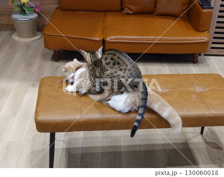 猫の交尾 イメージ 猫の交尾 イメージ 130060018