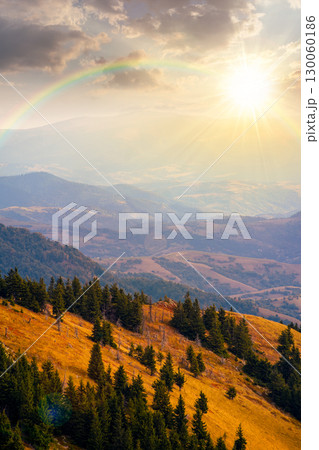 fir trees on a meadow down the hill at sunset. coniferous forest in mountains in evening light. steep hillside on sunny day in early autumn fir trees on a meadow down the hill at sunset. coniferous forest in mountains in evening light. steep hillside on sunny day in early autumn 130060186