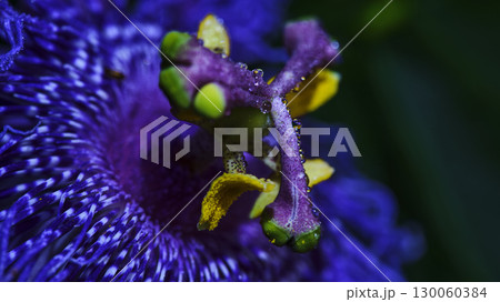 Vibrant passion flower bloom with detailed petals and dew drops captured in a tropical garden setting 130060384