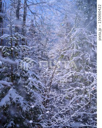 Snow-covered trees create a tranquil winter wonderland in a forest landscape during a snowy day 130060422