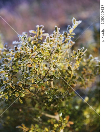Frost-kissed leaves shimmering in the morning light on a cold winter day in a serene outdoors setting Frost-kissed leaves shimmering in the morning light on a cold winter day in a serene outdoors setting 130060437
