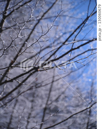 Ice-coated branches reflect sunlight under a clear blue sky in winter setting, capturing nature's beauty and fragility 130060679