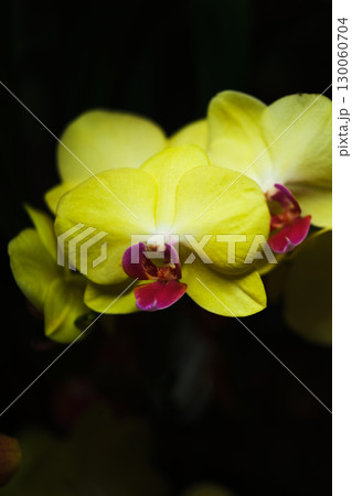 Bright yellow orchids with pink accents blooming in a garden setting during the spring season 130060704