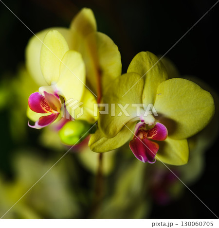 Beautiful orchids in soft yellow and pink hues blooming in a dark environment showcase nature's elegance and vibrancy 130060705