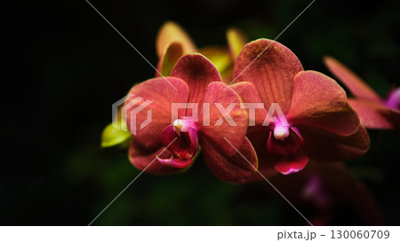 Vibrant red orchids bloom in a garden setting showcasing delicate petals and rich colors 130060709