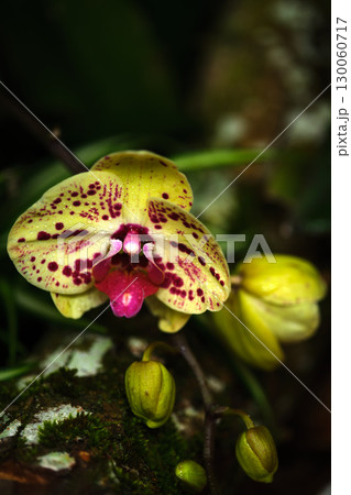 Unique yellow and purple orchid blooms in a lush rainforest environment during the daytime Unique yellow and purple orchid blooms in a lush rainforest environment during the daytime 130060717