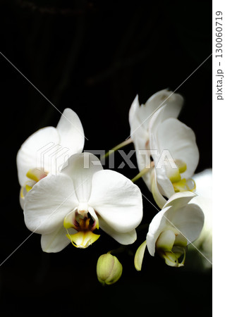 Beautiful white orchids blooming against a dark background in a tranquil setting 130060719