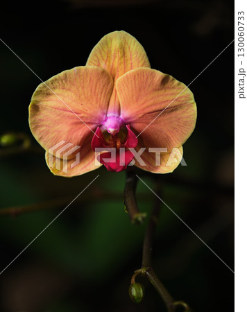 Beautiful orchid blooms in vibrant colors under soft lighting at a tropical garden during the evening 130060733