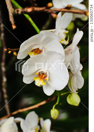 Vibrant white orchids bloom gracefully amidst green foliage in a serene garden setting during midday Vibrant white orchids bloom gracefully amidst green foliage in a serene garden setting during midday 130060734